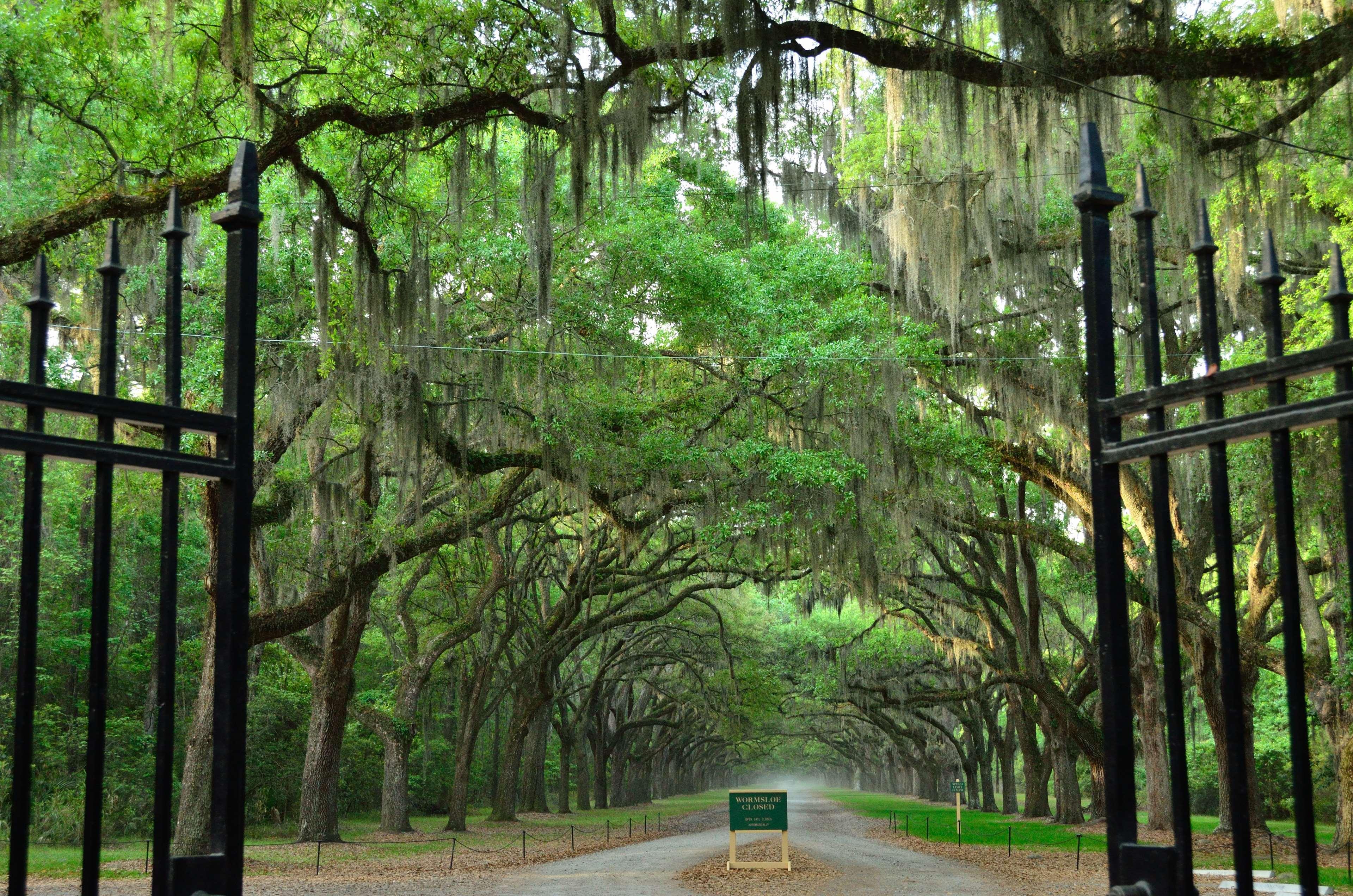 Western 3* Savannah
